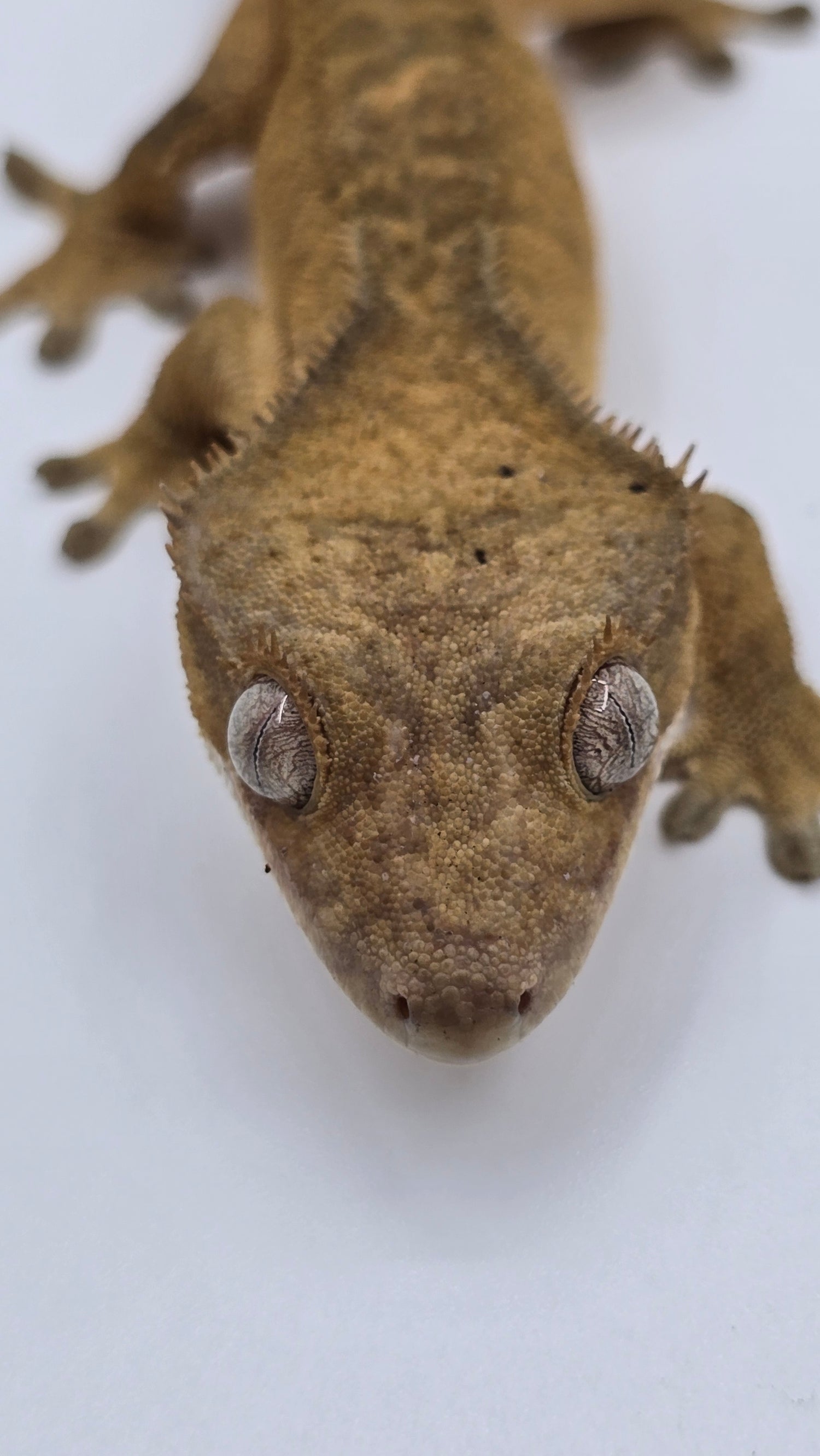 Close-up of a brown lizard on a white background