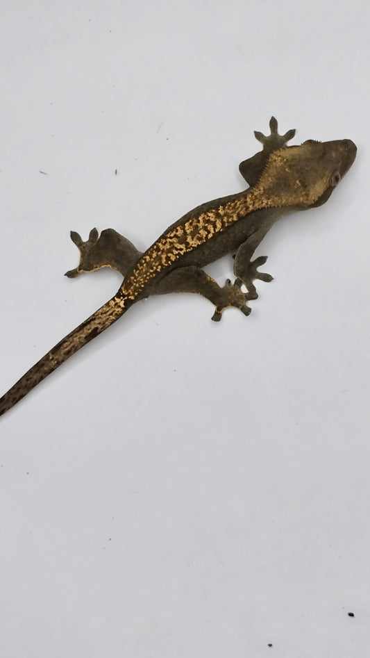 crested Gecko on a white background