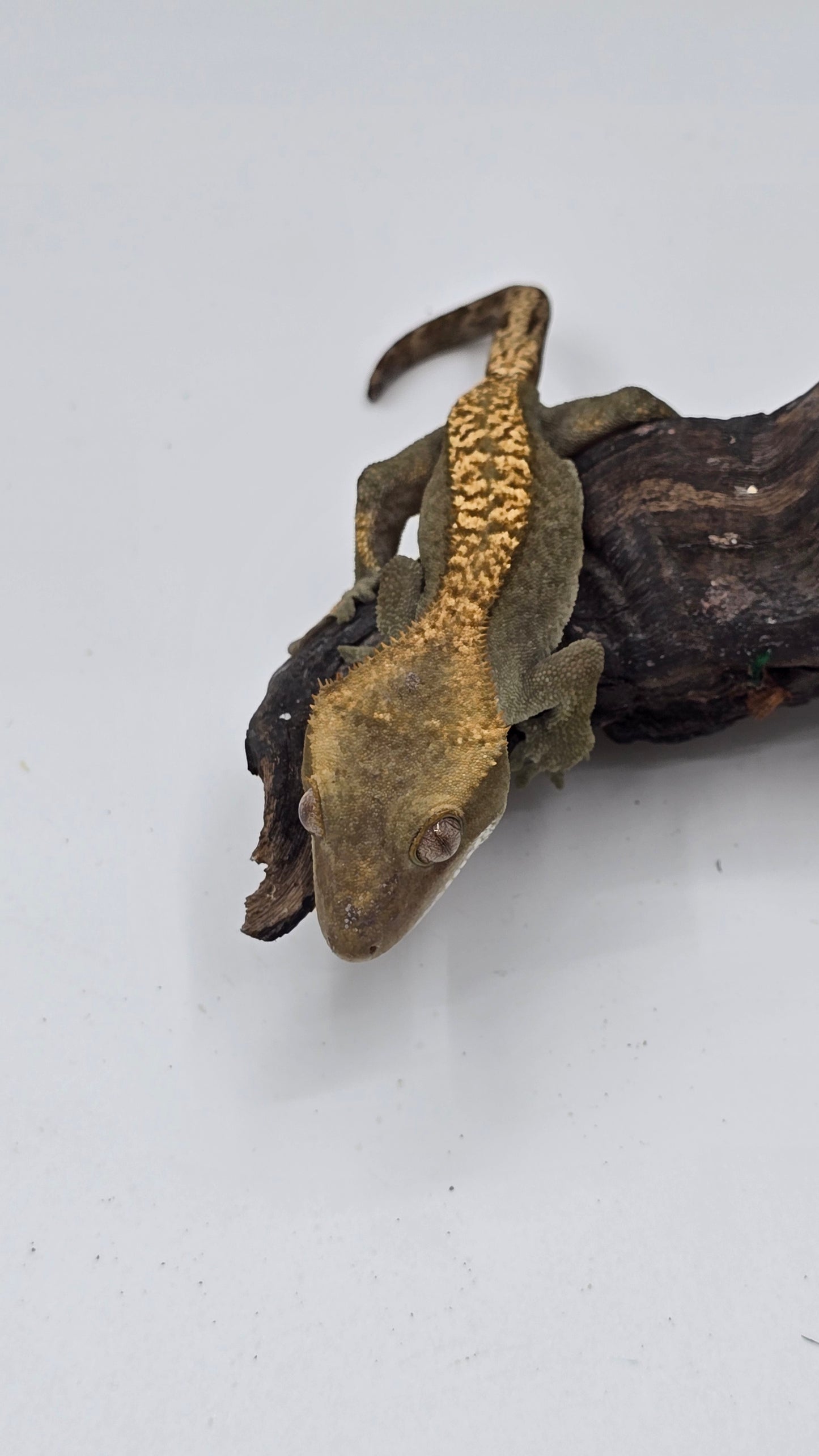 Crested Gecko Adult Female 3
