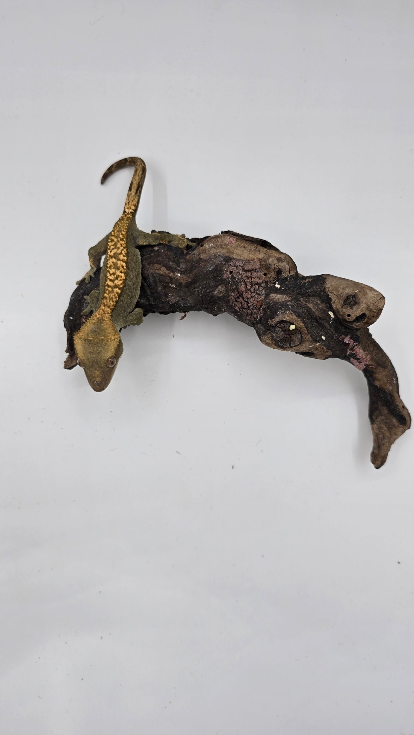 Crested Gecko Adult Female 3