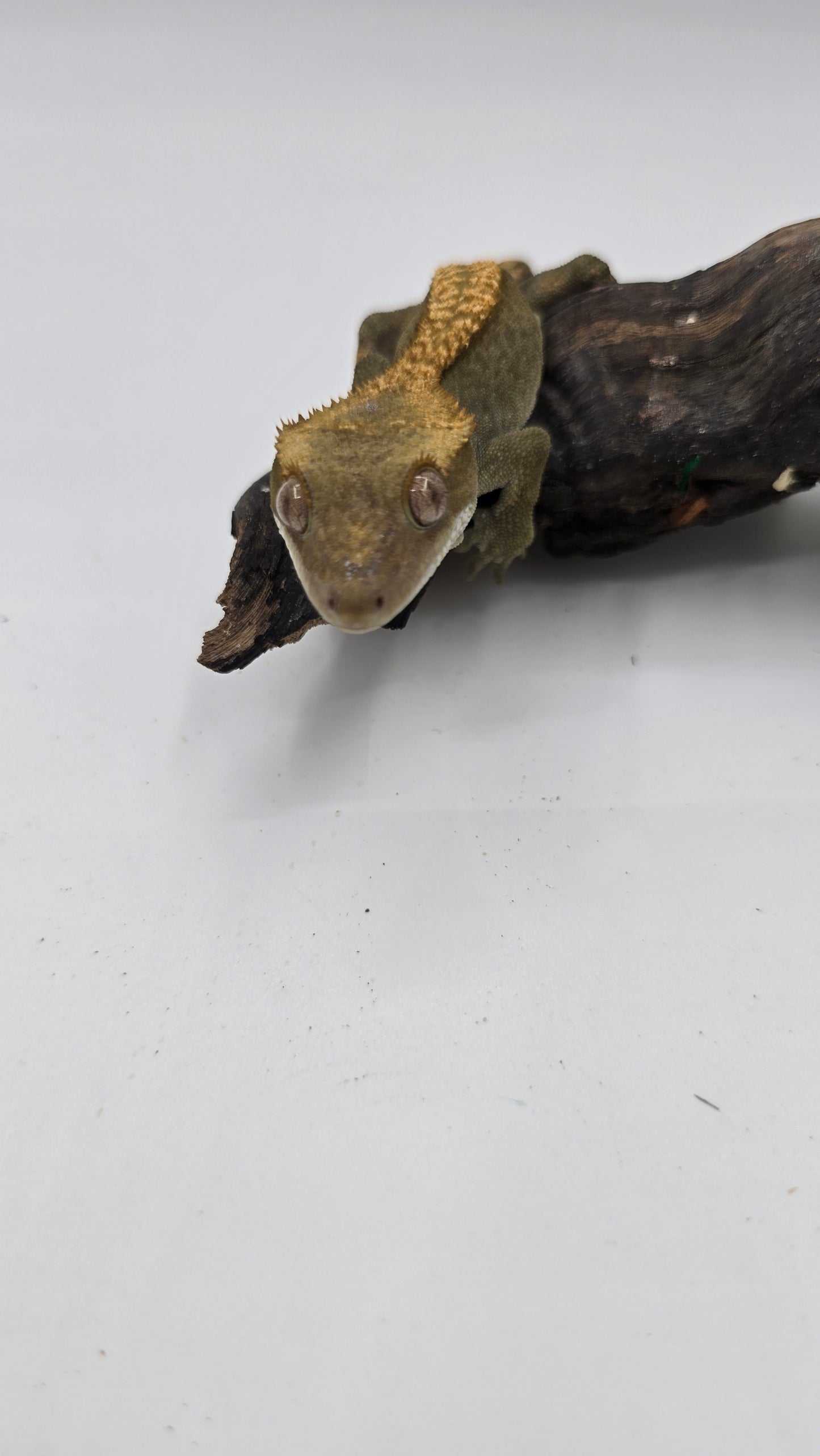 Crested Gecko Adult Female 3