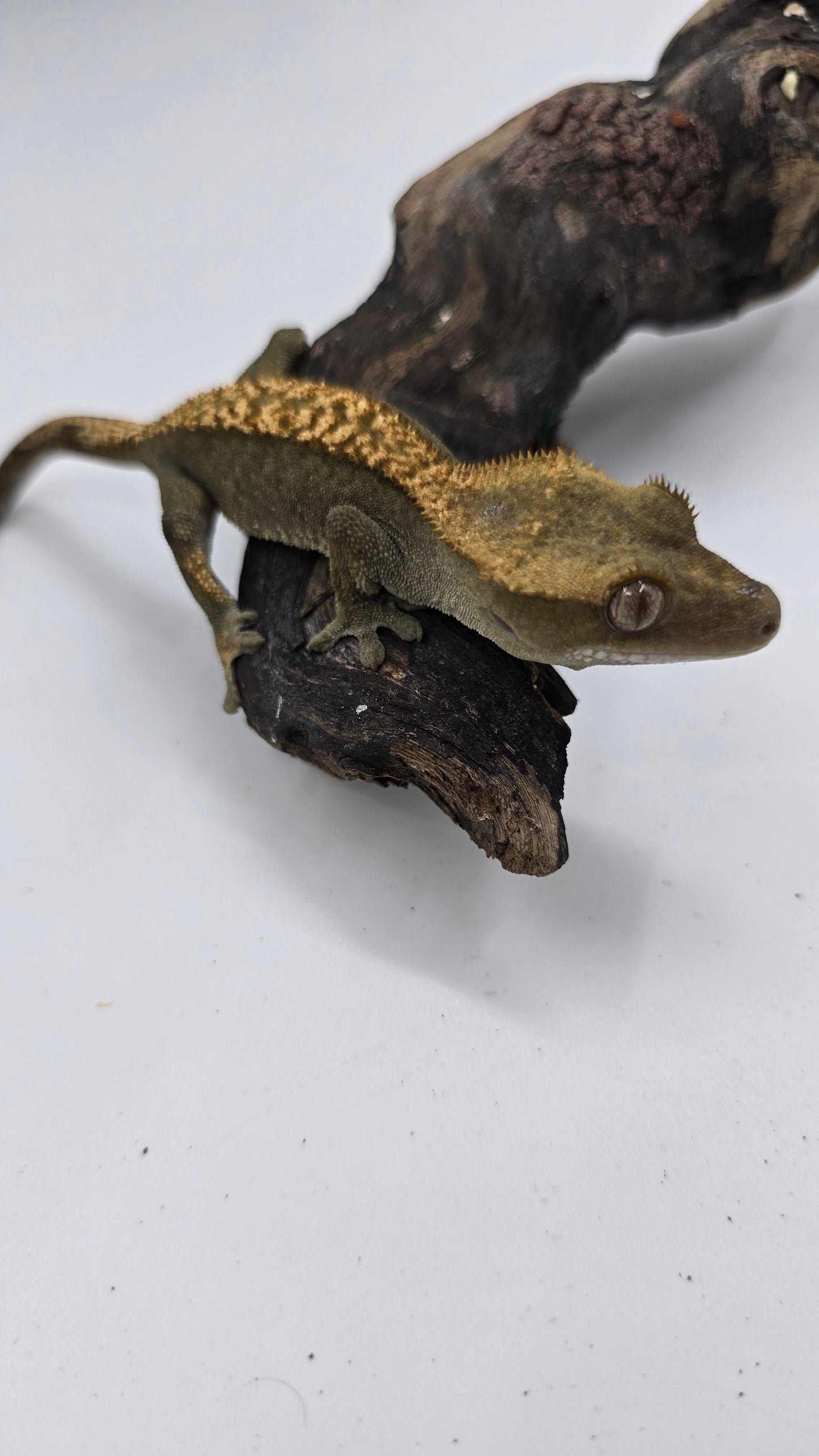 Crested Gecko Adult Female 3