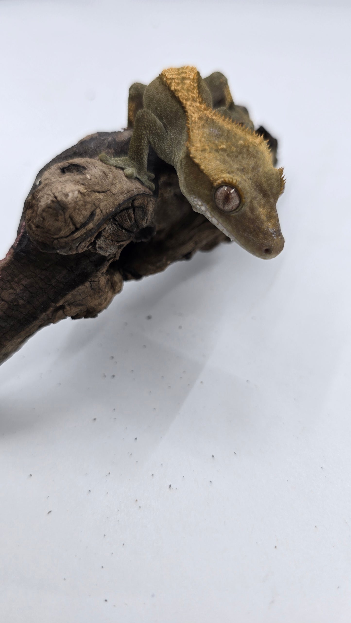 Crested Gecko Adult Female 3