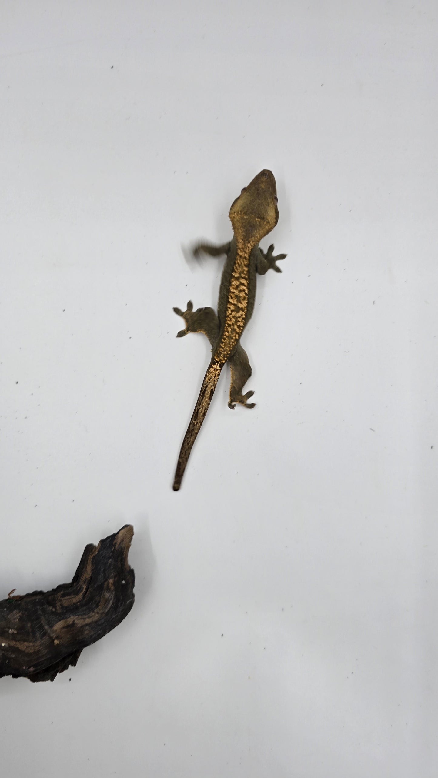 Crested Gecko Adult Female 3