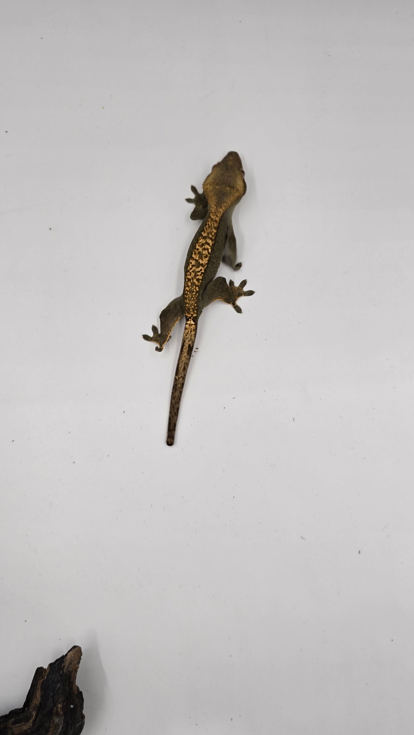 Crested Gecko Adult Female 3