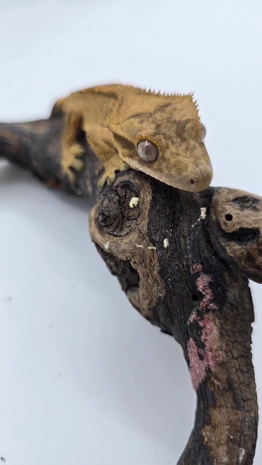 Crested Gecko Adult Female 1