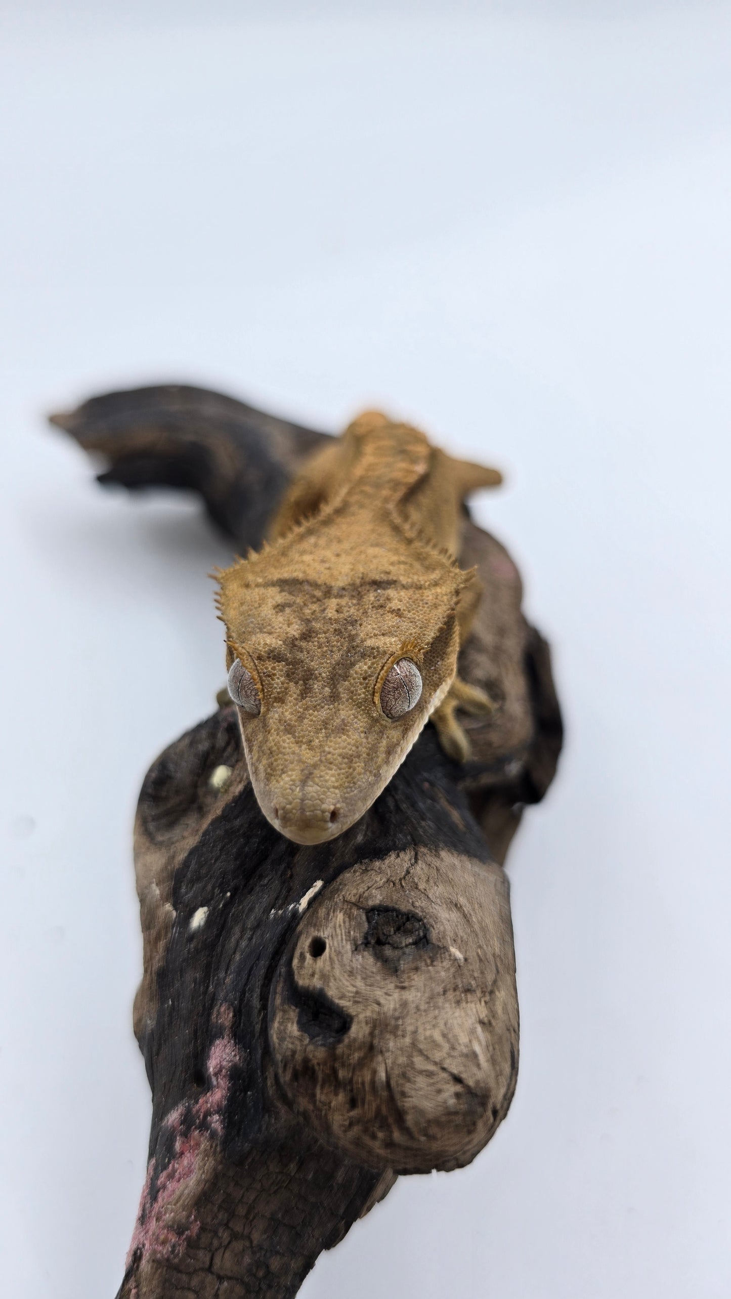 Crested Gecko Adult Female 1