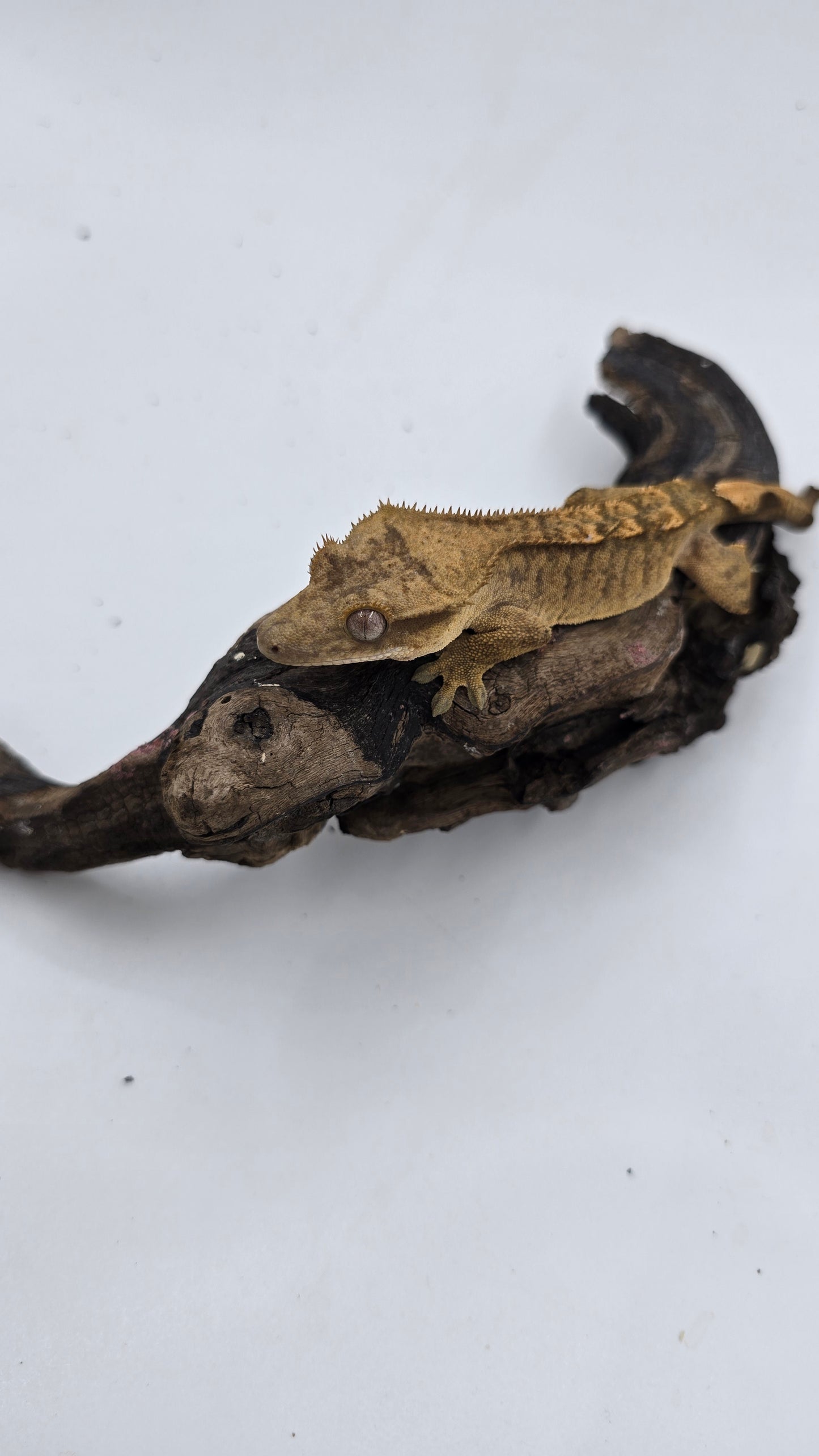 Crested Gecko Adult Female 1