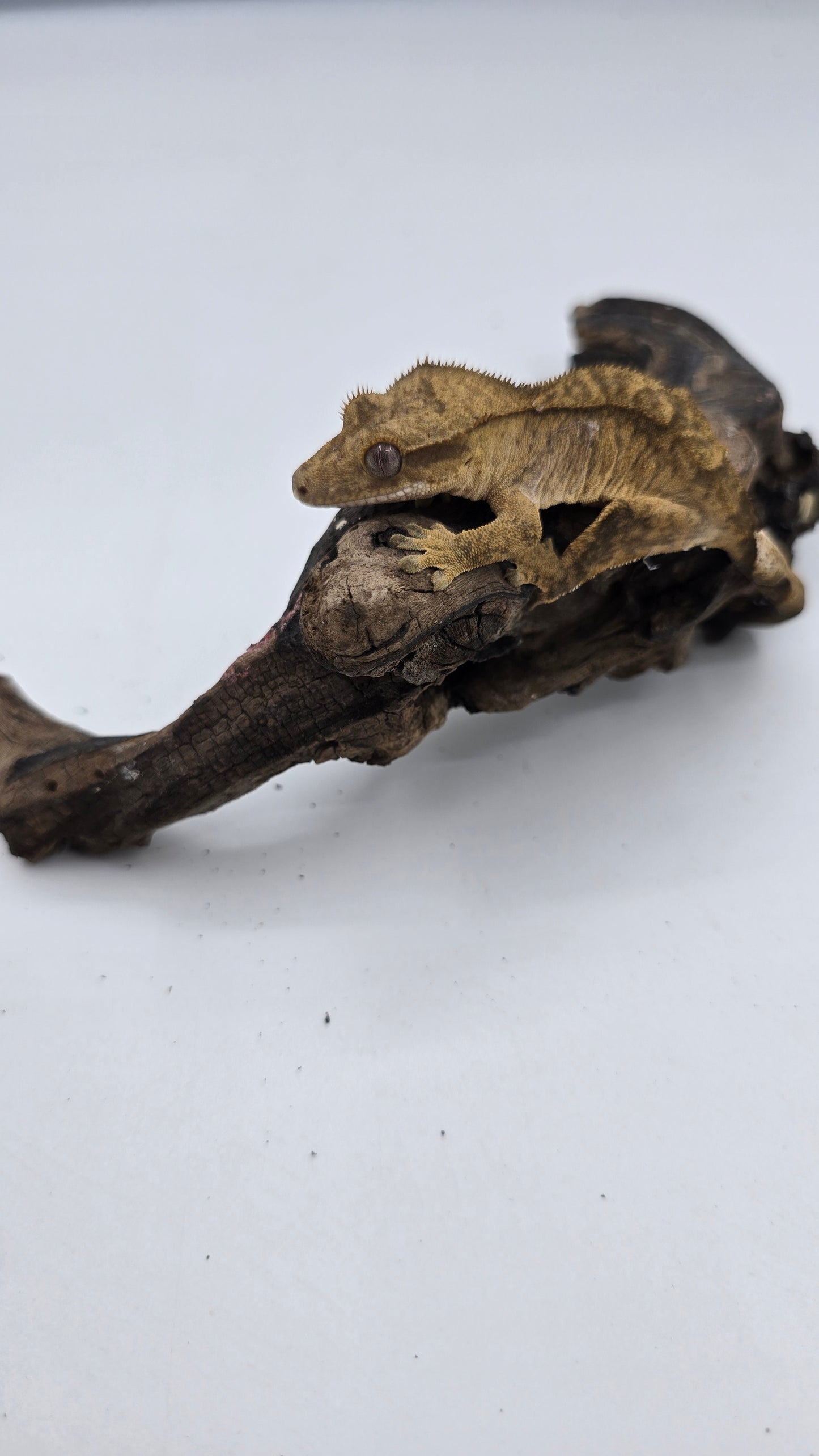 Crested Gecko Adult Female 1