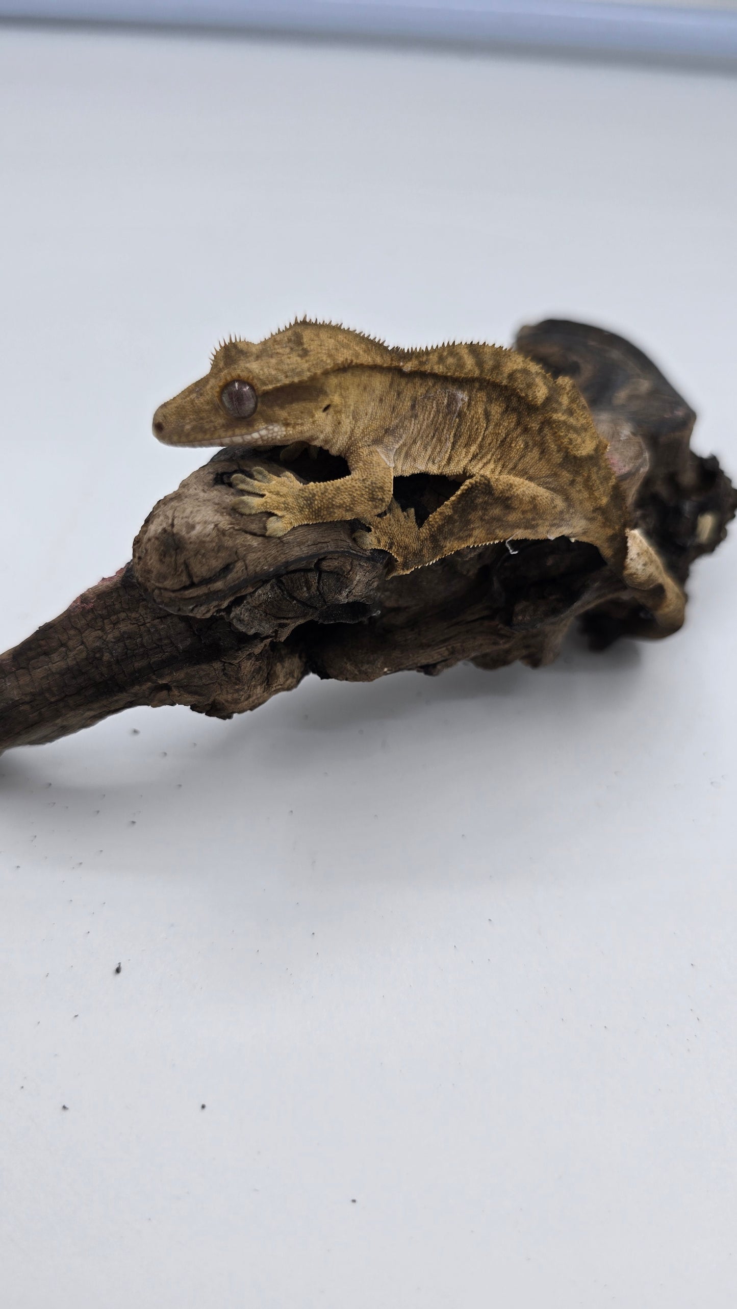Crested Gecko Adult Female 1