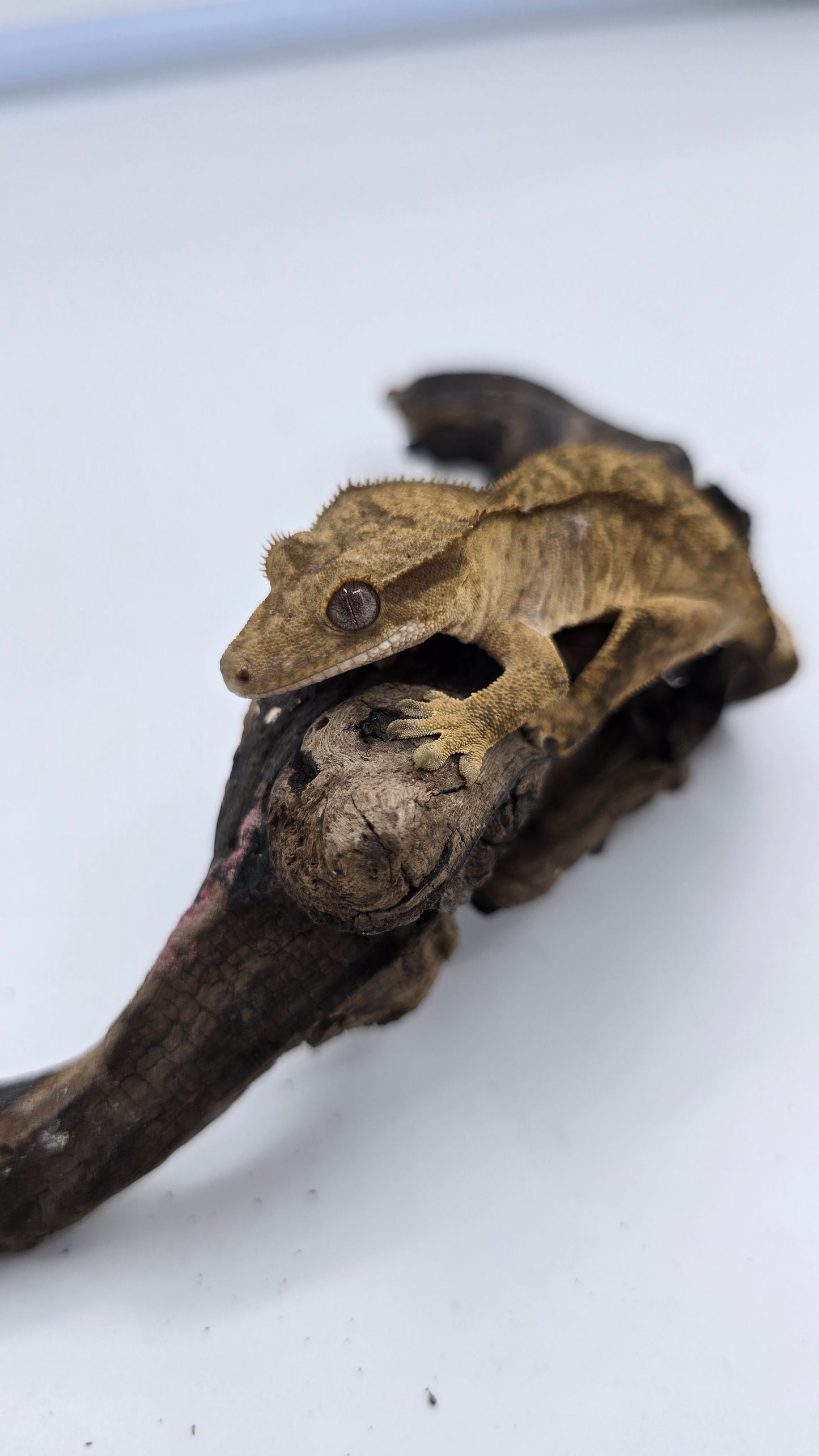 Crested Gecko Adult Female 1