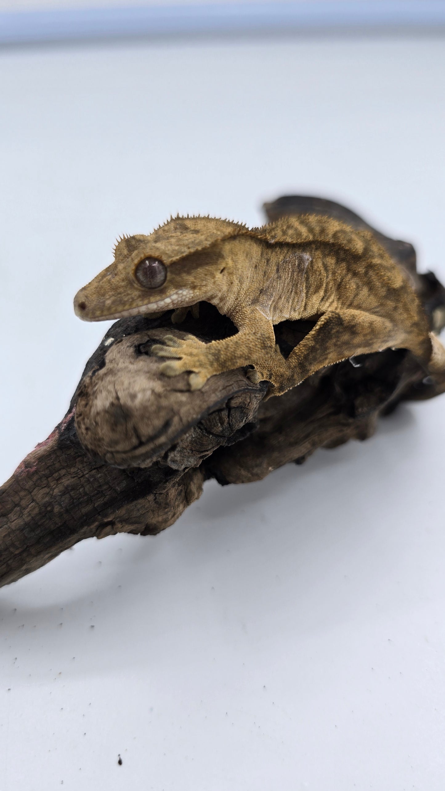 Crested Gecko Adult Female 1