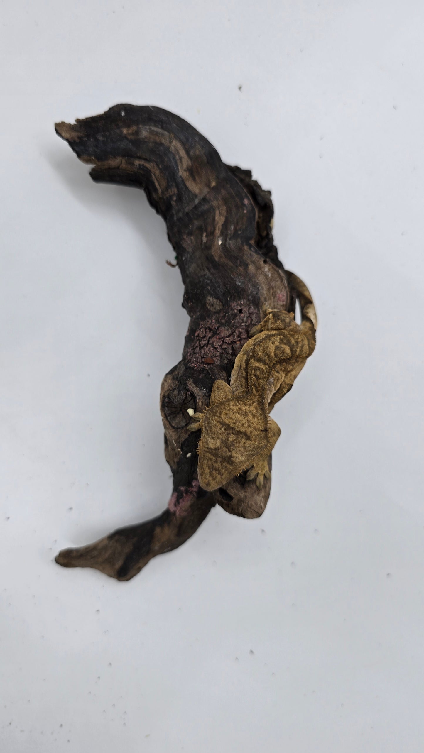 Crested Gecko Adult Female 1