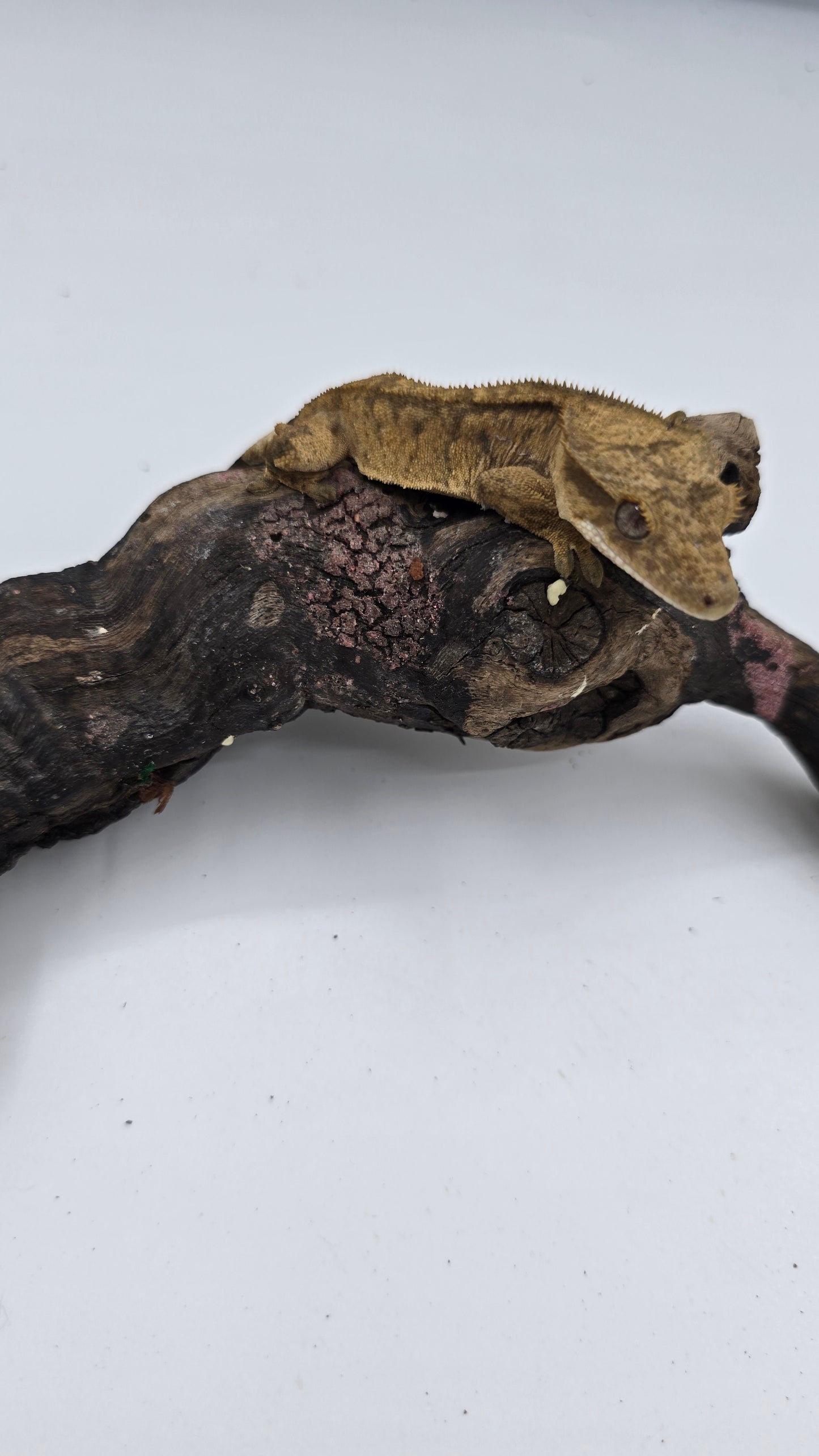 Crested Gecko Adult Female 1
