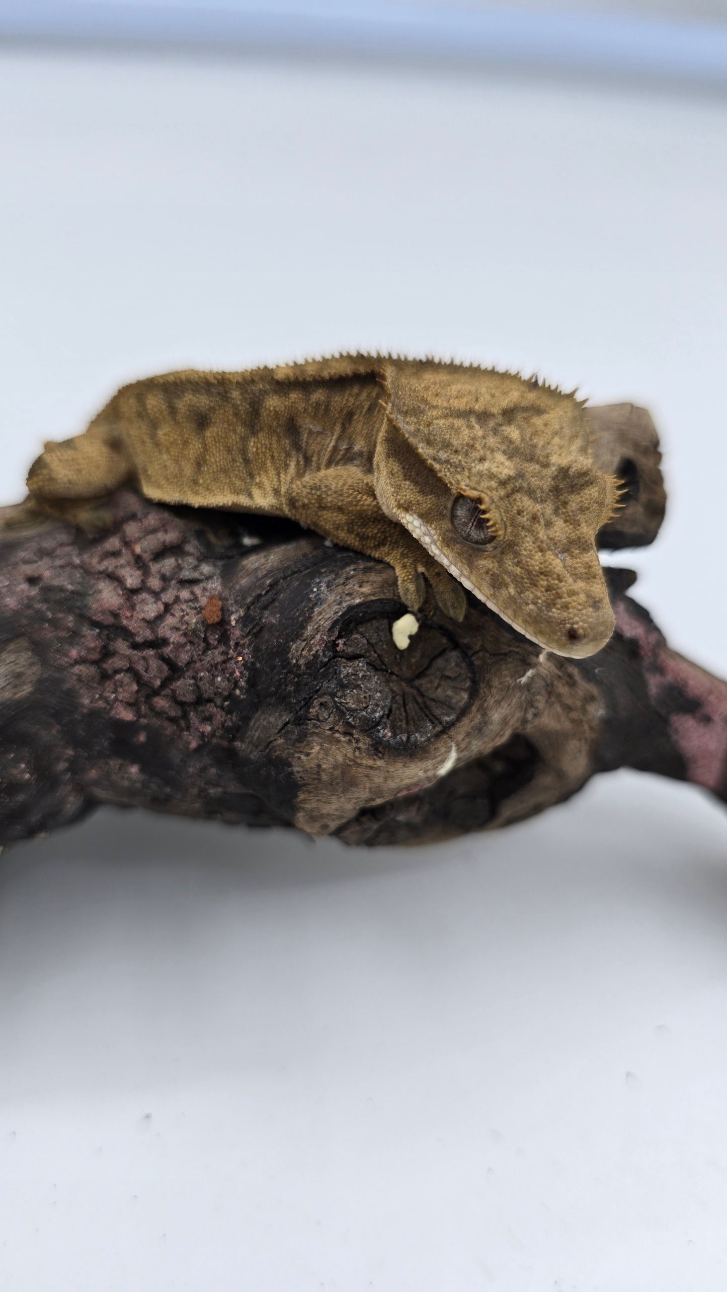 Crested Gecko Adult Female 1