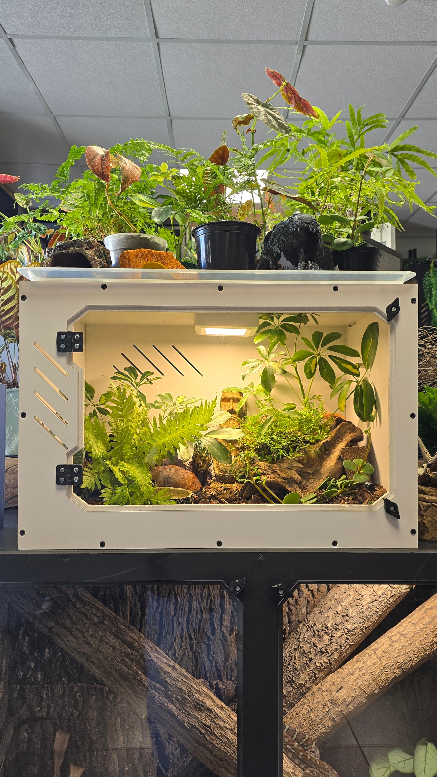 Reptile terrarium with plants and a tree branch on a tiled wall background