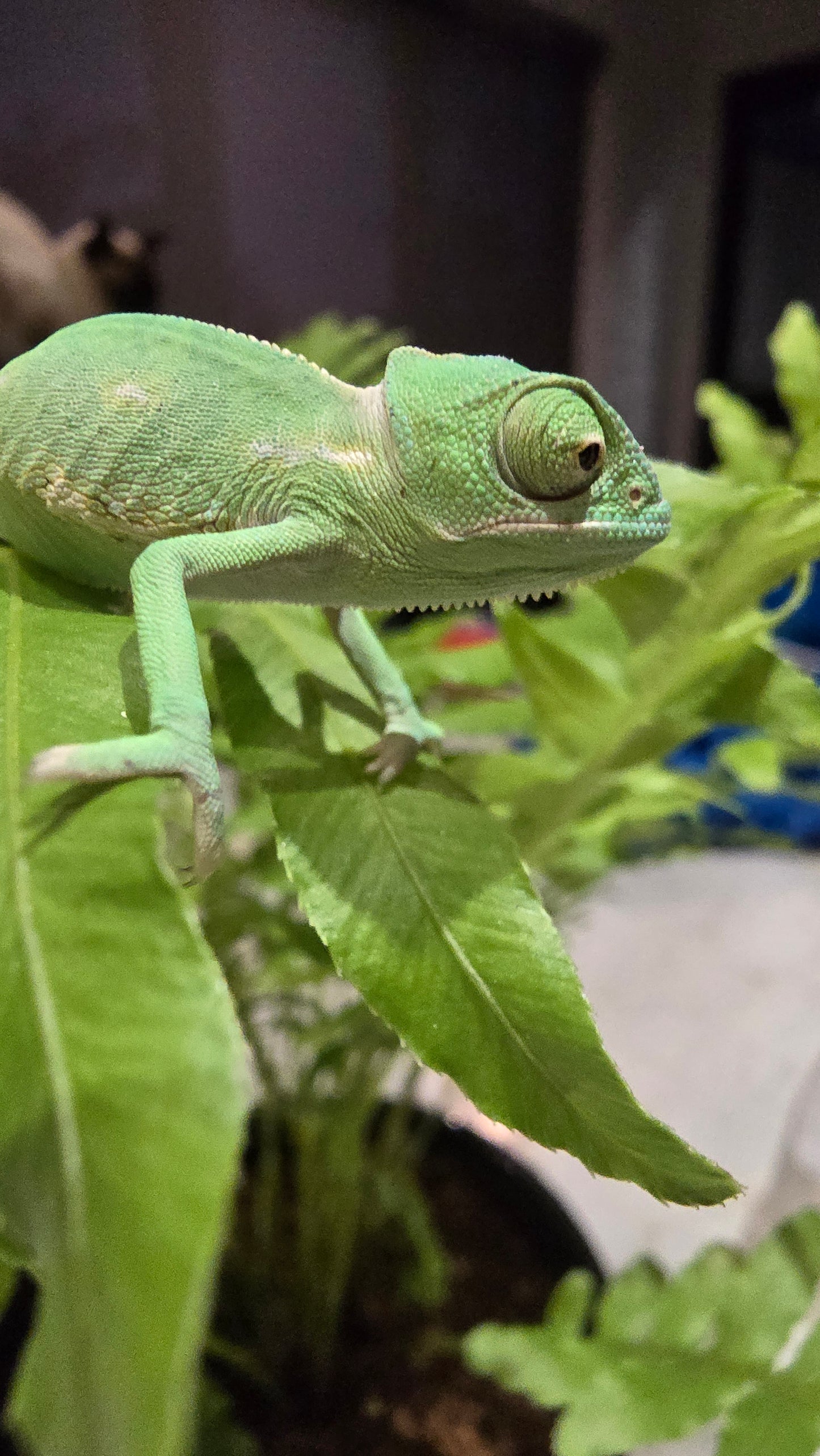 Chameleon in enclosure: "Captive-bred veiled chameleon exploring a vertical reptile habitat.