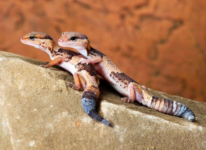 Two geckos on a rock with a blurred brown background