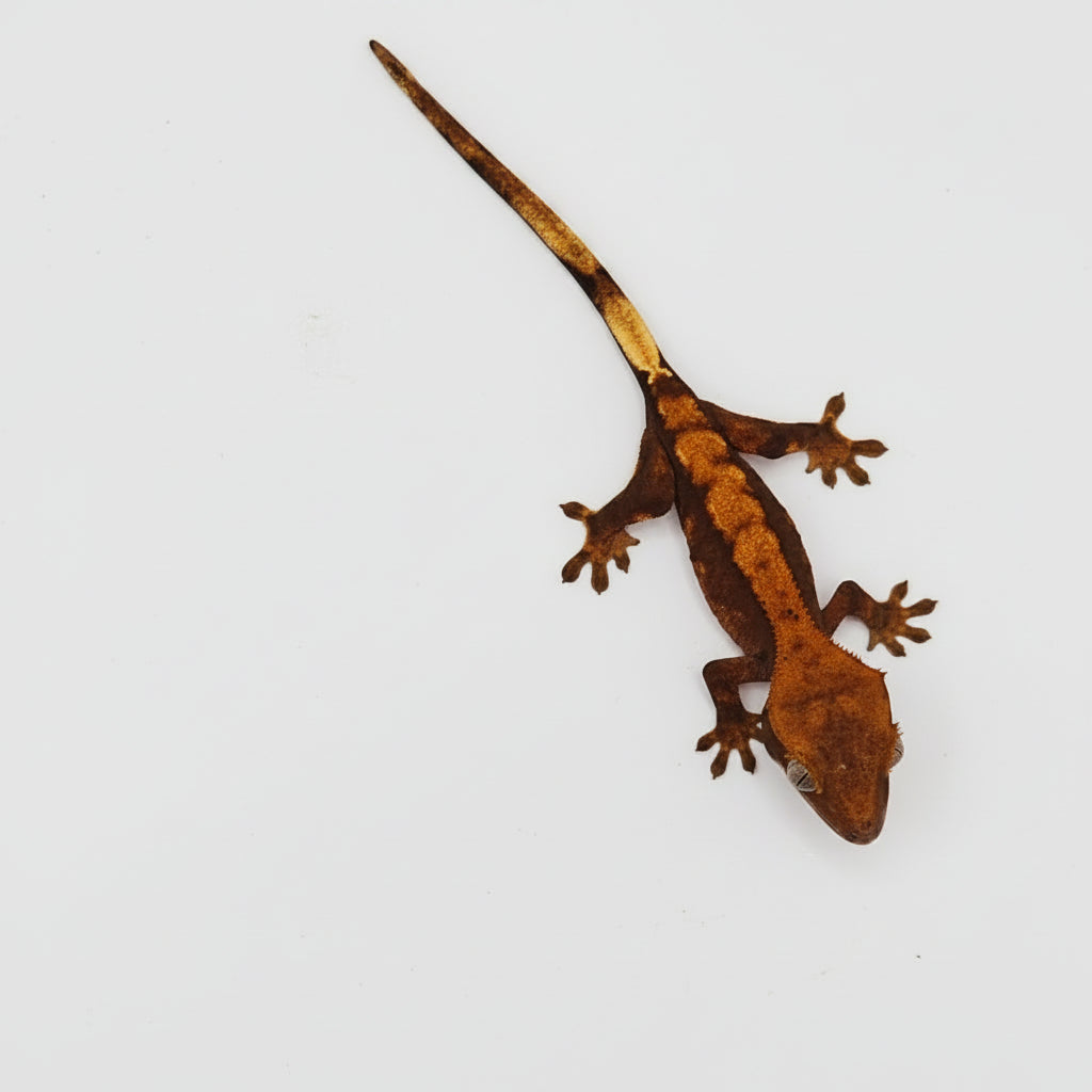 Small crested gecko on a light gray background