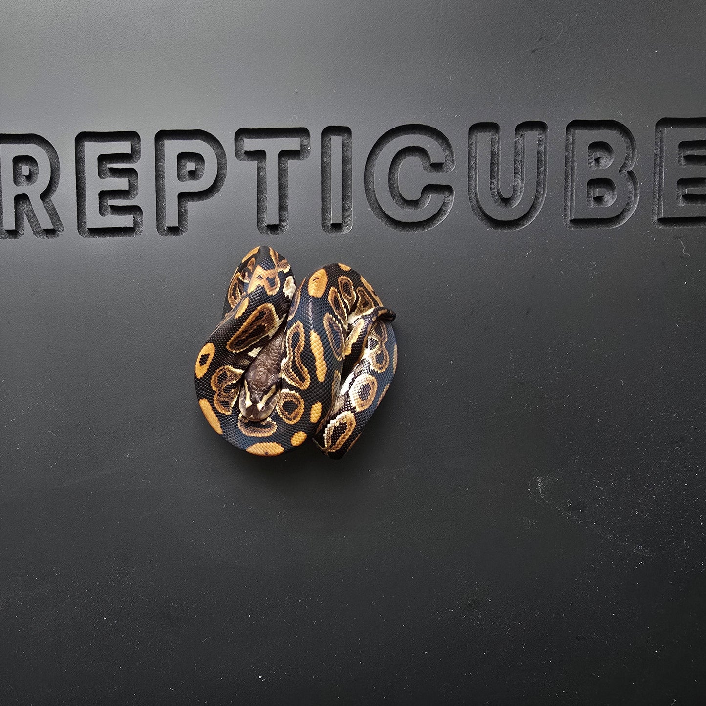 Ball python on a black surface with 'REPTICUBE' branding