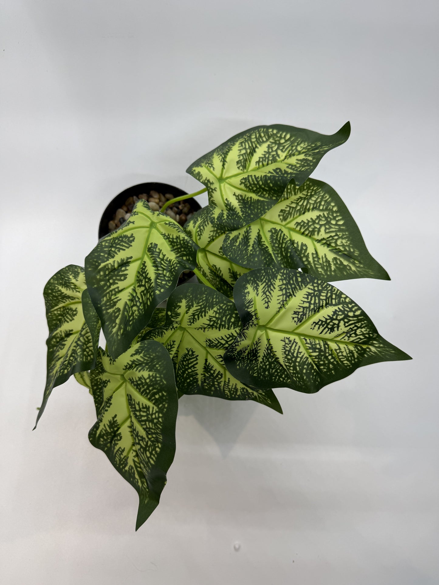 Caladium artificial plant