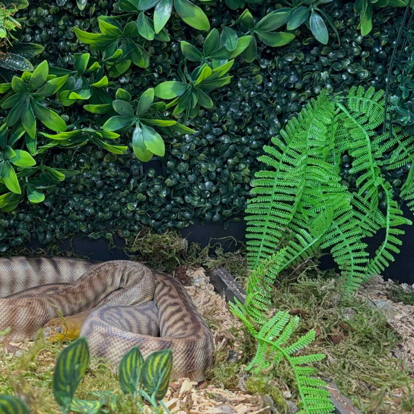 Eco-friendly reptile substrate for healthy enclosure environments