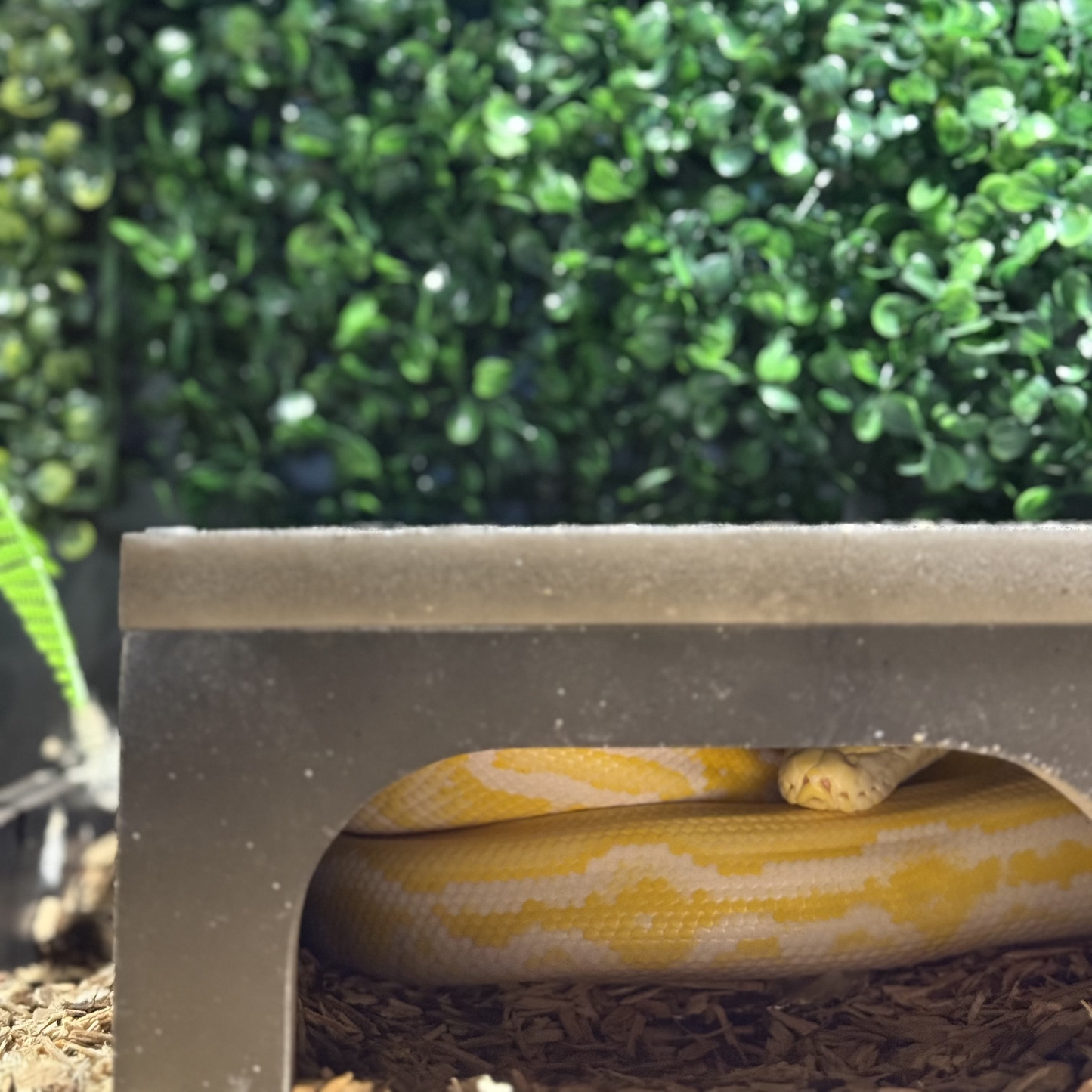 Reptile hide for small to medium snakes