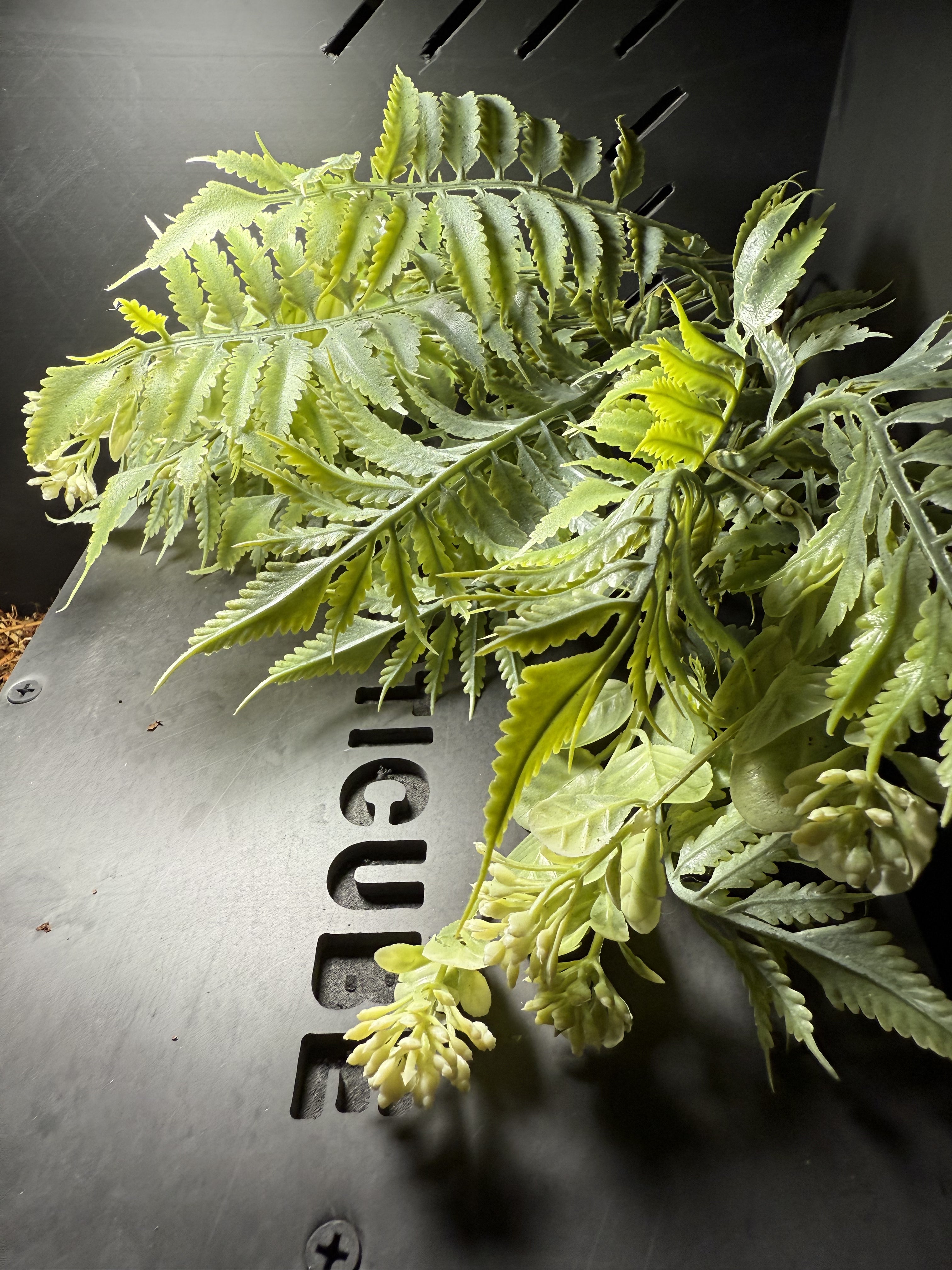 Green leafy plant on a metallic surface with 'Lacoste' branding.