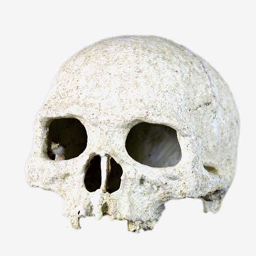 Close-up of fossil-style texture on skull decoration