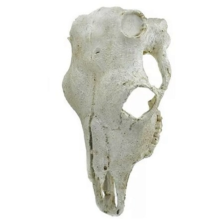 Close-up of fossil textures and detail