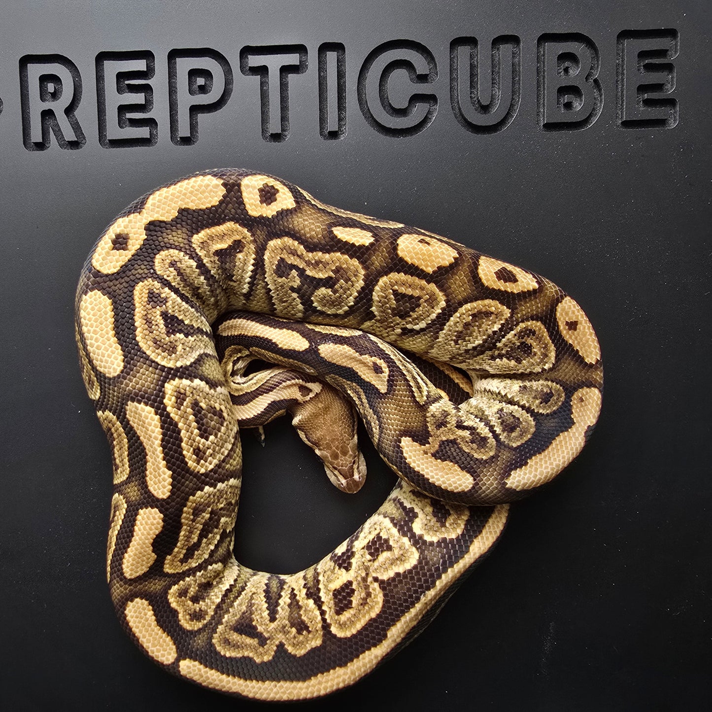 Ball python snake with Repticube logo on a black background
