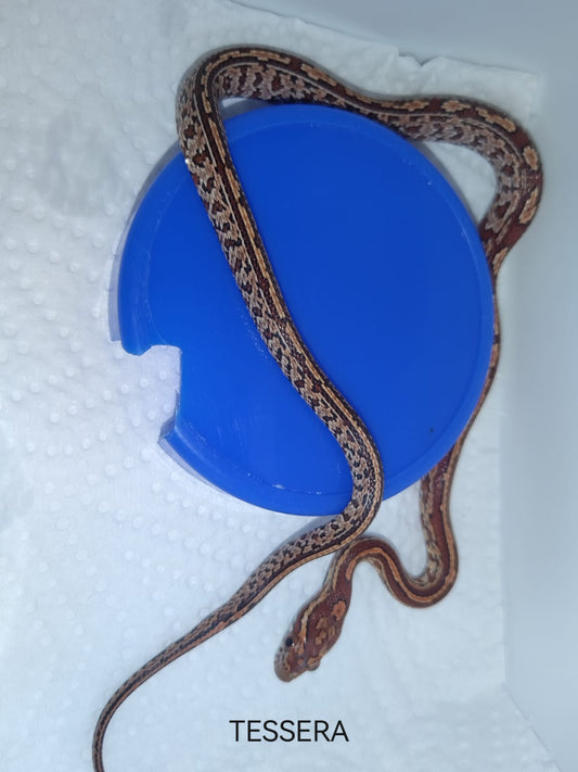 Snake on a blue container with 'TESSERA' branding on a white background
