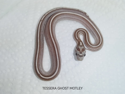 Tessera Ghost Motley corn snake showing silver-grey tones with unique striping and motley pattern.