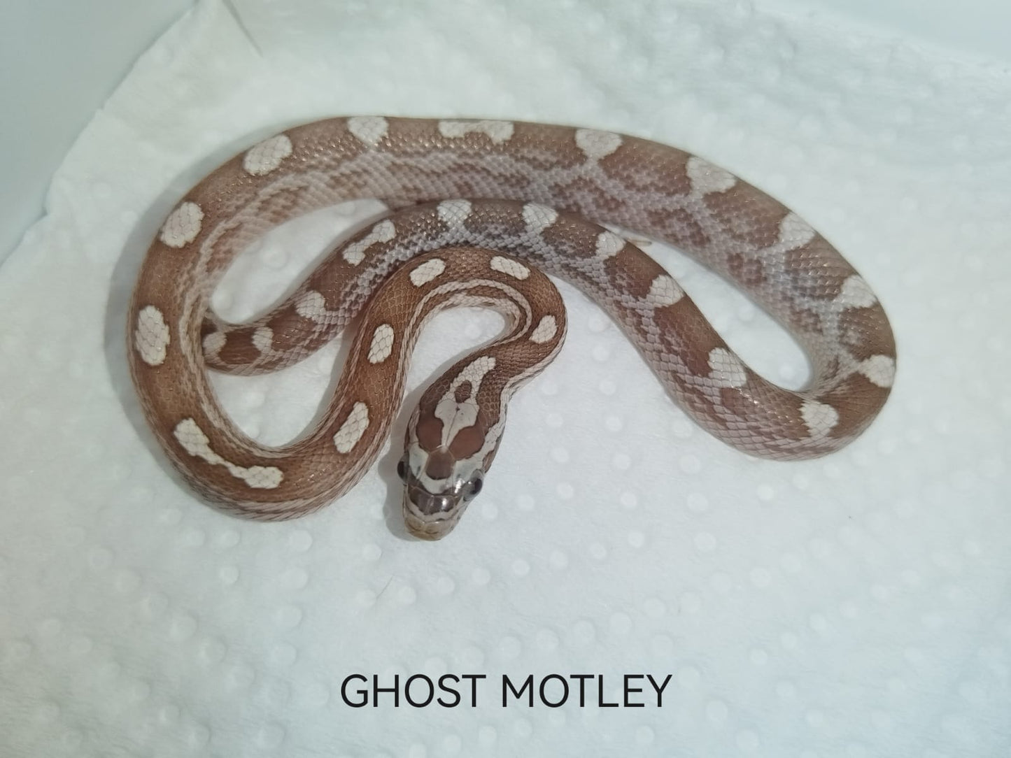 Snake with white and brown pattern on a white background, labeled 'Ghost Motley'.