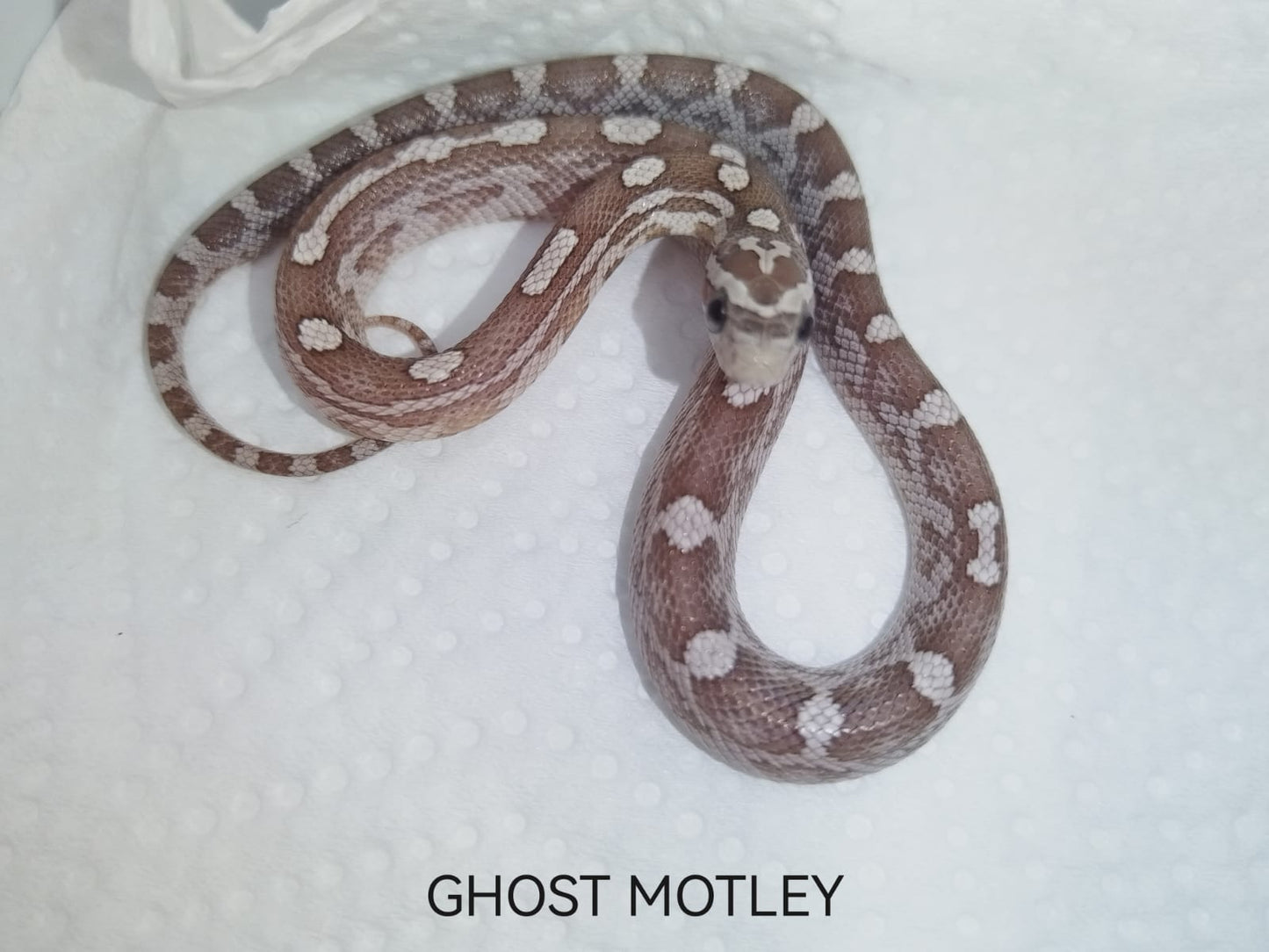 Ghost motley snake on a white background with 'GHOST MOTLEY' text.