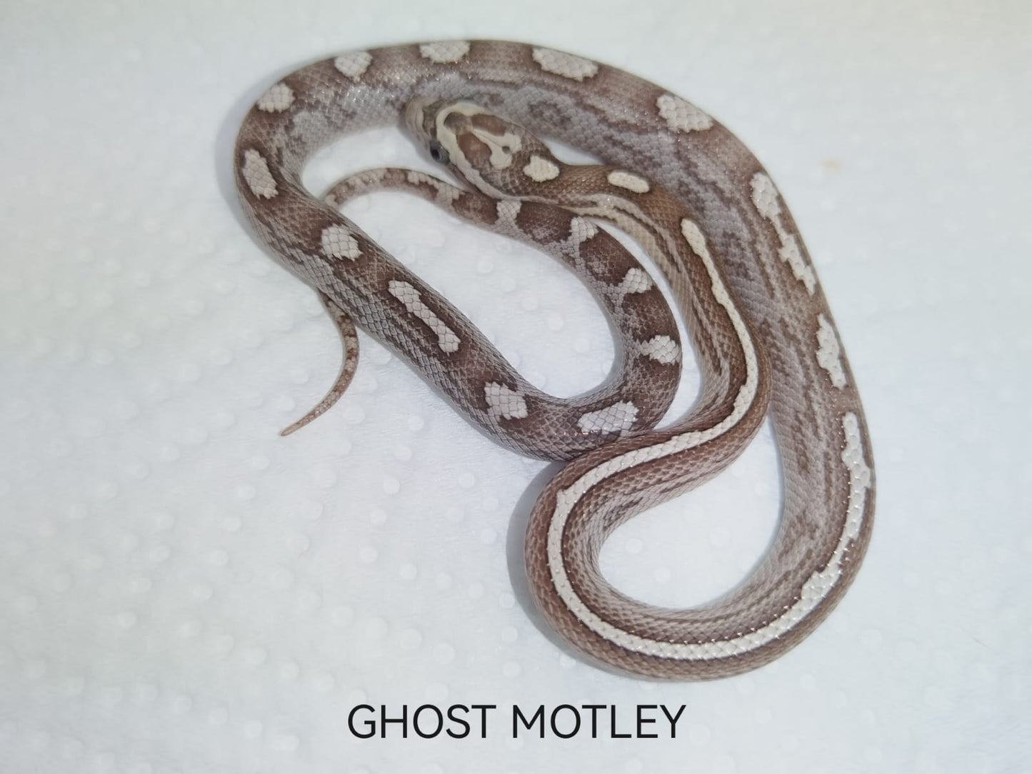 Ghost motley snake on a white background with 'GHOST MOTLEY' text.