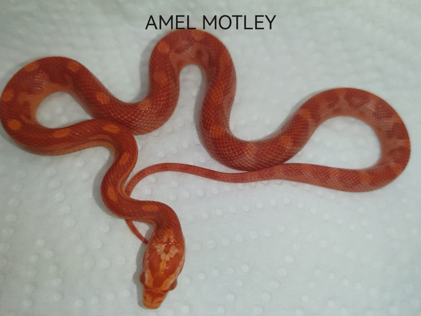 Red snake on a white textured background with 'AMEL MOTLEY' text.