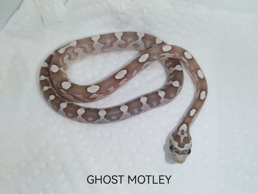 Ghost motley snake on a white background with 'GHOST MOTLEY' text.