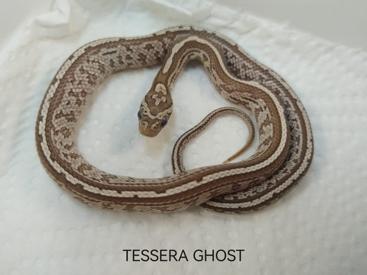 Coiled snake labeled 'Tessera Ghost' on a white background