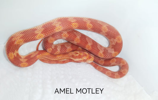 Red and orange snake with 'AMEL MOTLEY' text on a white background