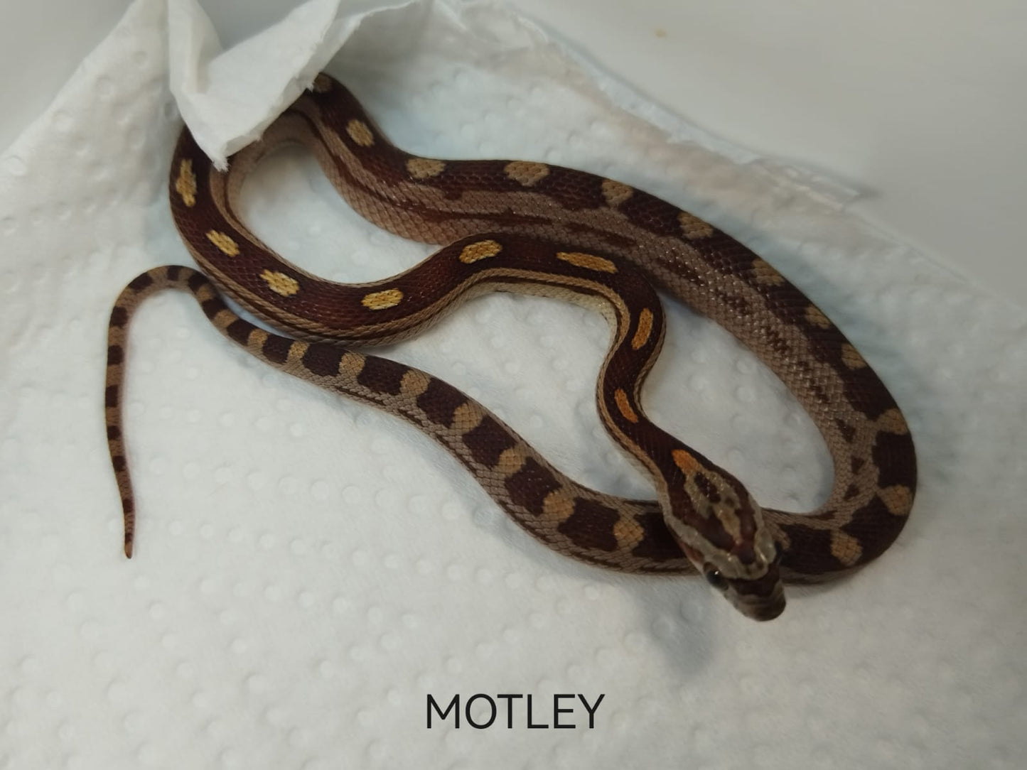 Snake with brown and orange pattern on a white background, labeled 'MOTLEY'.