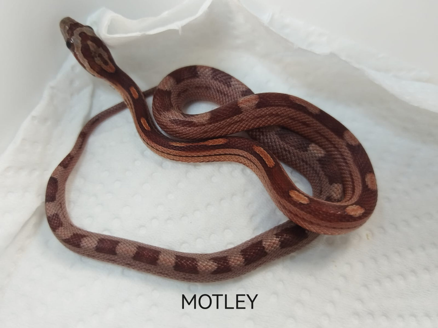 Brown snake with patterned skin on a white background, labeled 'MOTLEY'.
