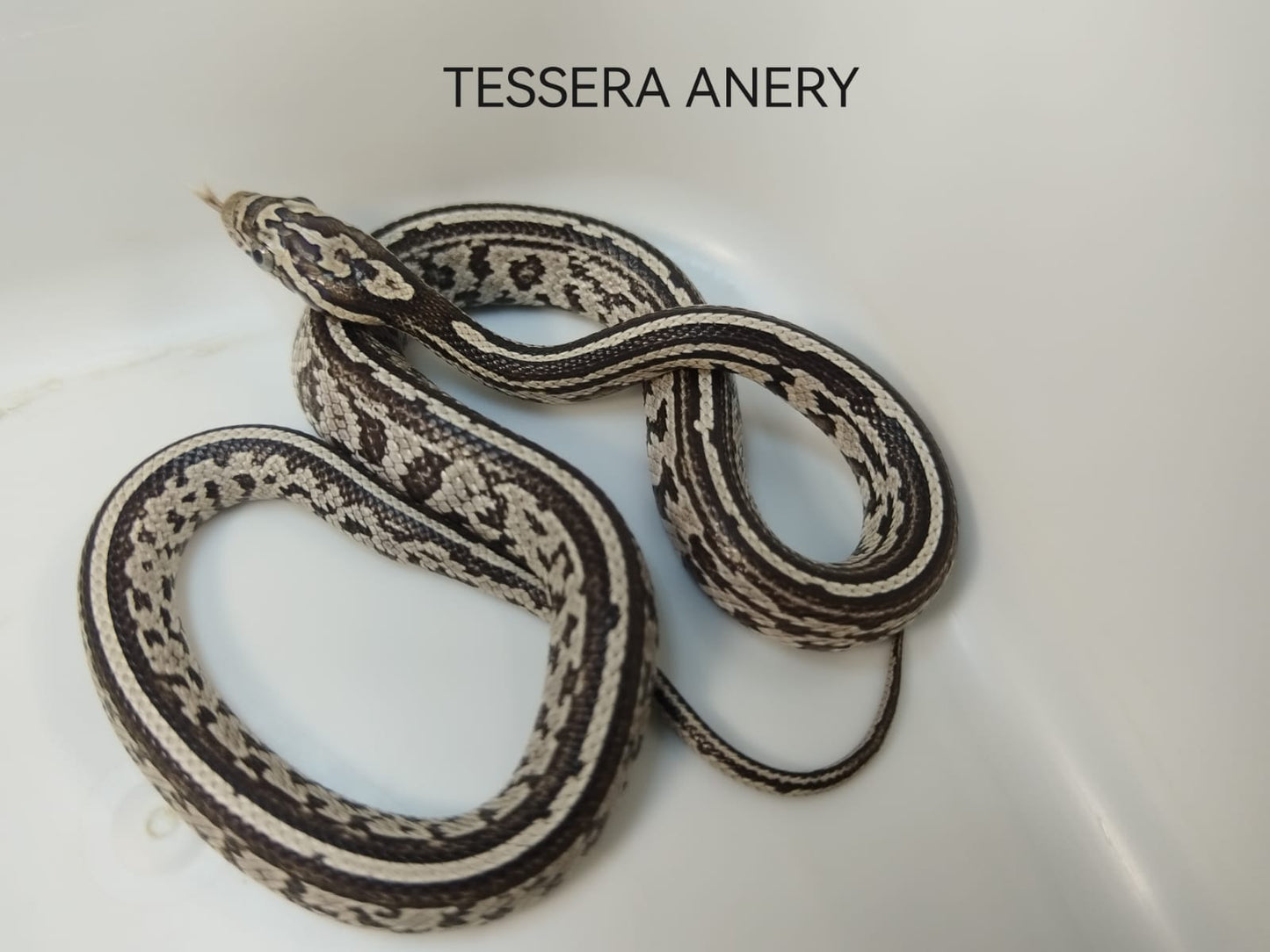 Snake in enclosure: "Tessera Anery corn snake resting in a naturalistic terrarium