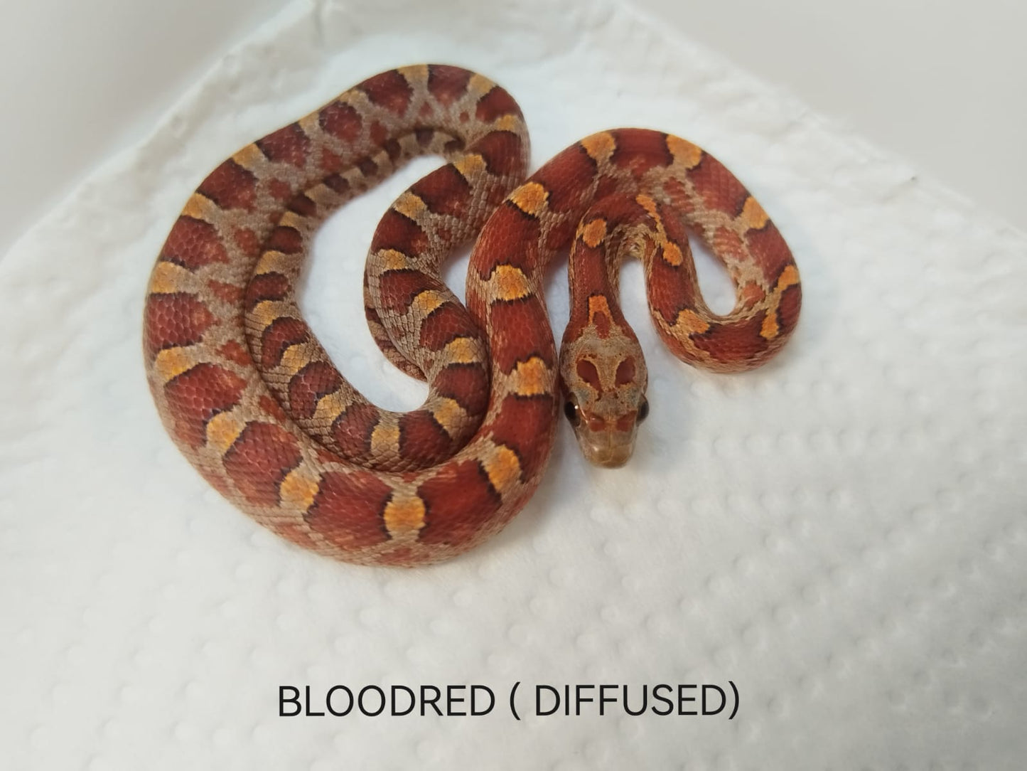 Bloodred corn snake on a white background with 'BLOODRED (DIFFUSED)' text.