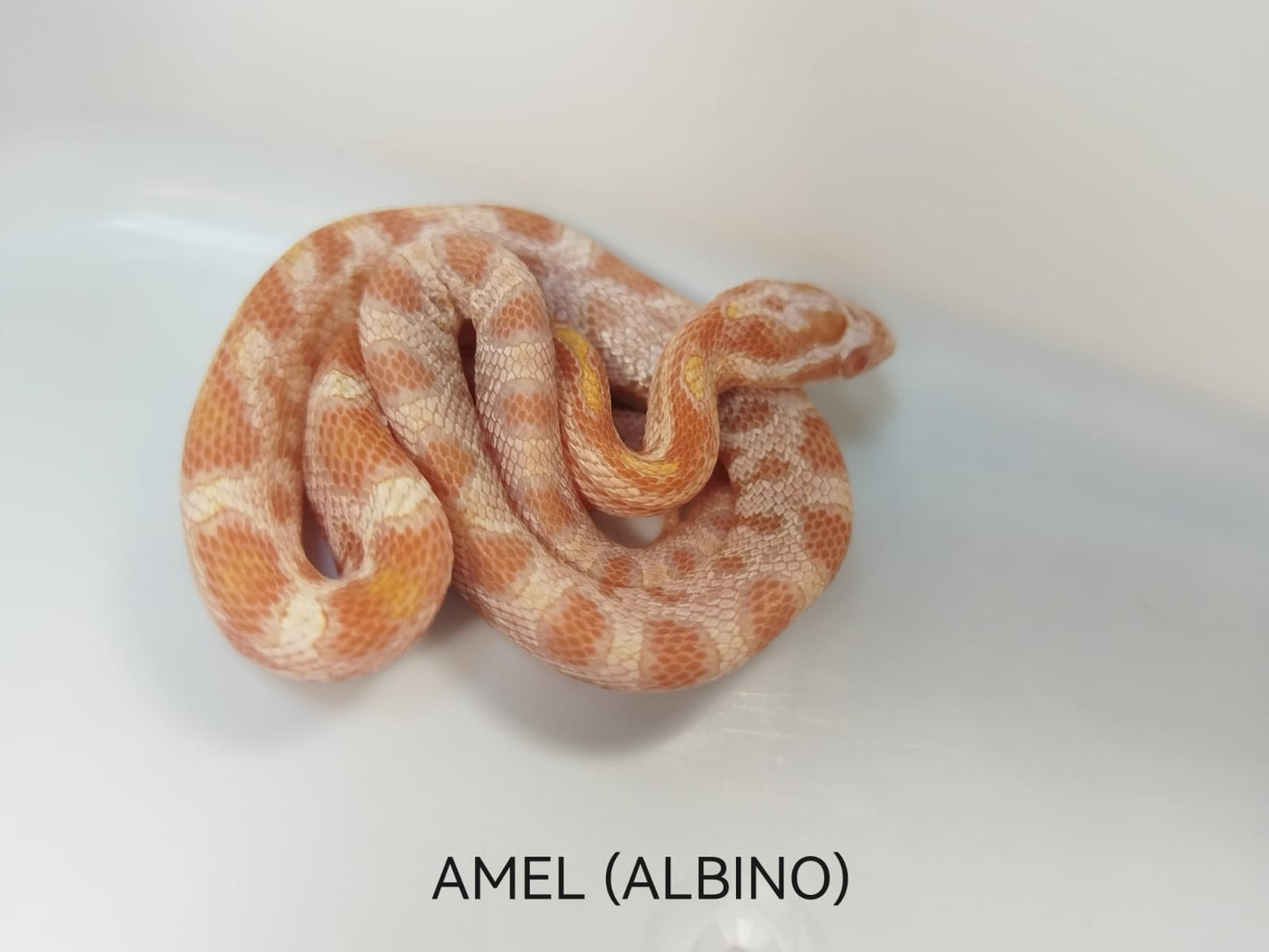 Corn Snake- Amel Albino