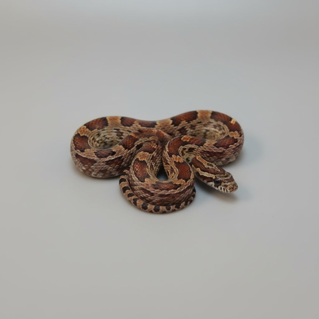 Beautiful view of Feeding Young Texas Corn Snakes In Captivity