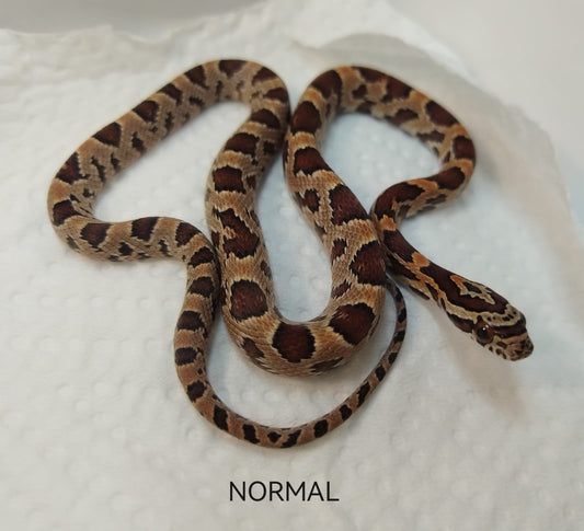 Coiled snake on a white background with 'NORMAL' text