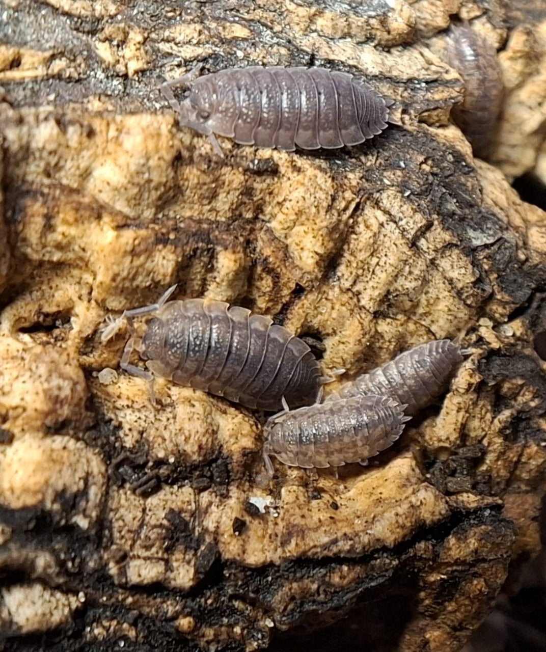 Isopods
