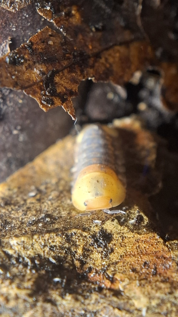 Isopods