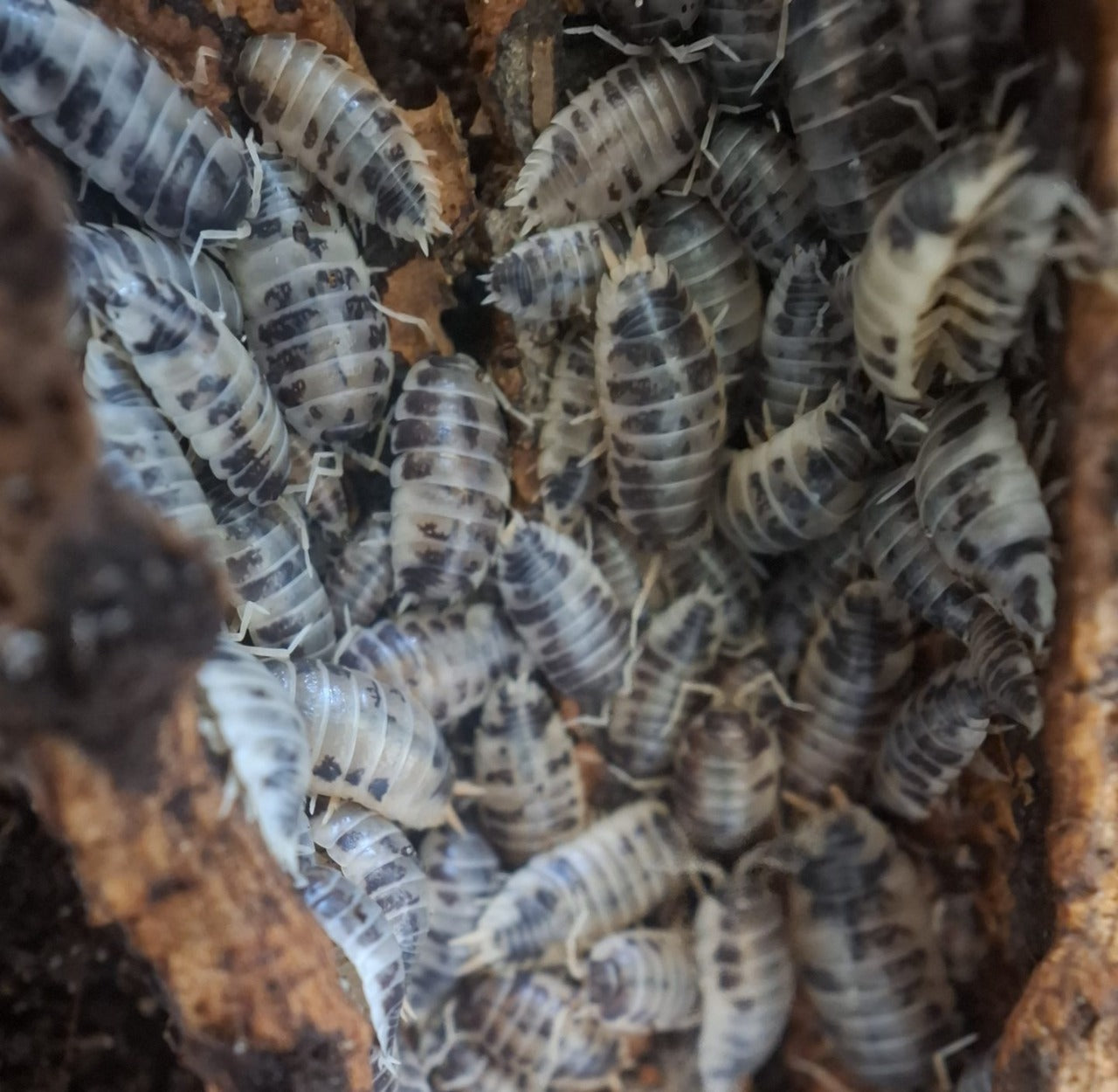 Isopods